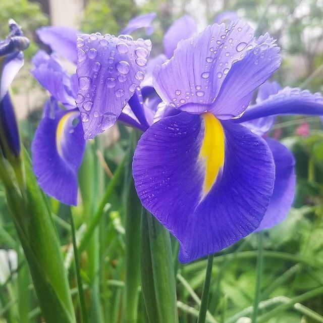 Instagram Photo Contest: "Spring in Napa Valley"